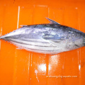 مجموعة كاملة من الجولة 300-500G Skipjack Tuna للمعلبة